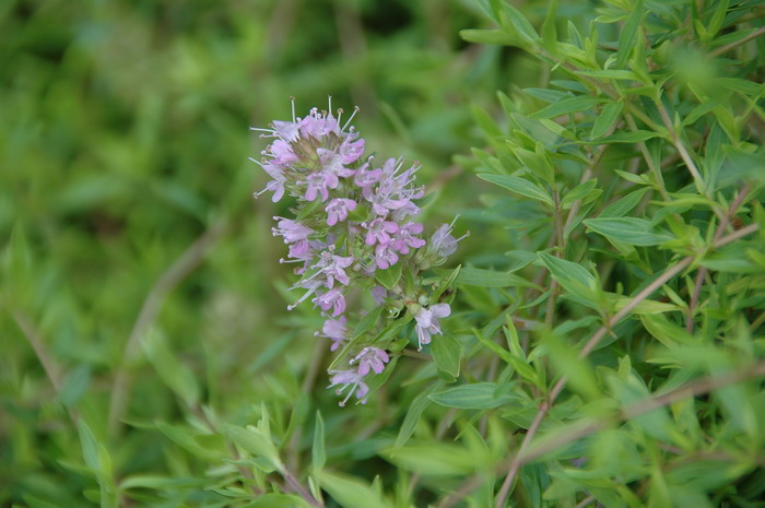 百里香Thymus mongolicus 百里香Thymus mongolicus