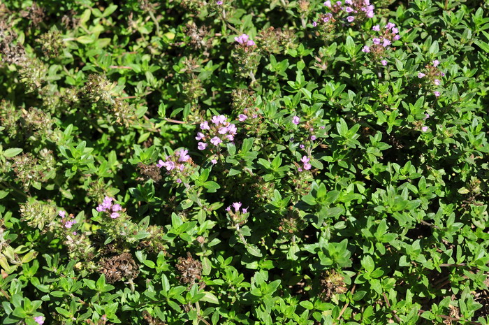 百里香Thymus mongolicus 百里香Thymus mongolicus