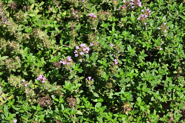 百里香Thymus mongolicus