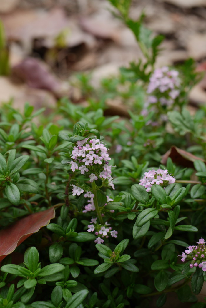 百里香Thymus mongolicus