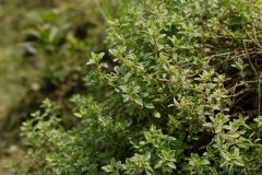 法国百里香Thymus vulgaris