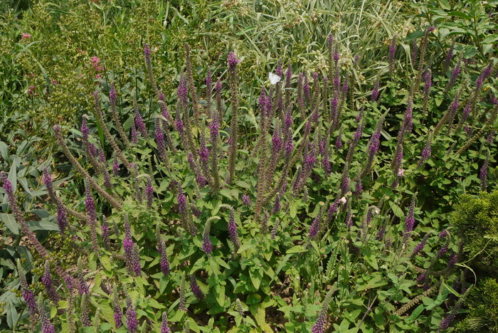 西尔加香科科‘紫尾’Teucrium hircanicum ‘Purple Tails’ 西尔加香科科‘紫尾’Teucrium hircanicum ‘Purple Tails’