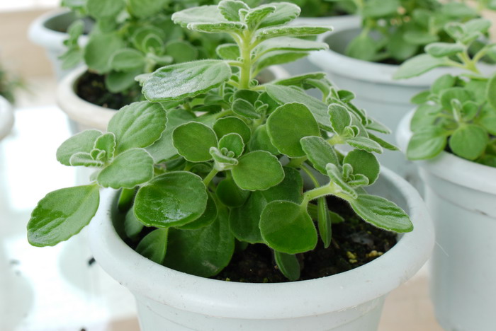 碰碰香Plectranthus ‘Cerveza 'n Lime' 碰碰香Plectranthus ‘Cerveza 'n Lime'