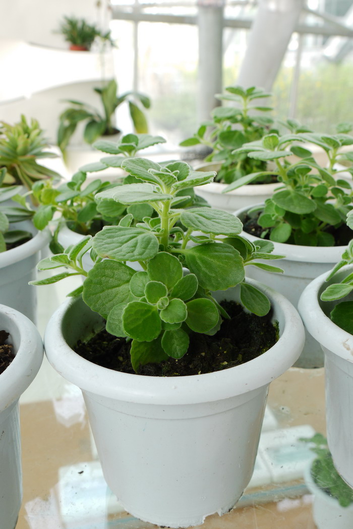 碰碰香Plectranthus ‘Cerveza 'n Lime' 碰碰香Plectranthus ‘Cerveza 'n Lime'