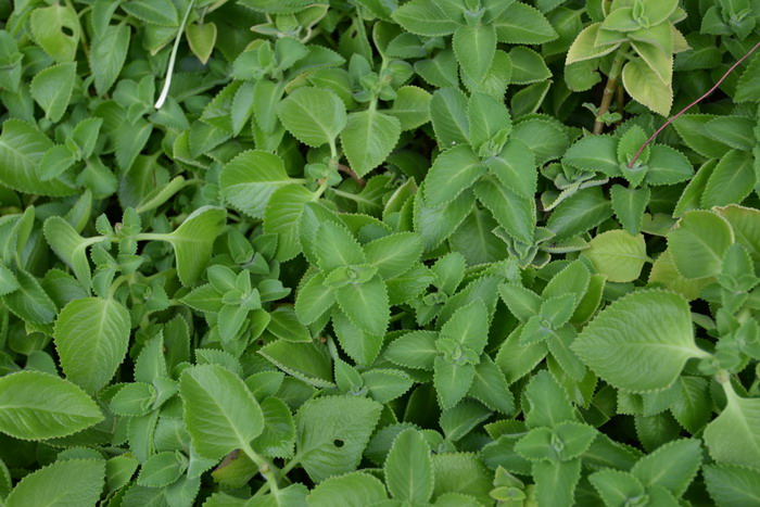 到手香Plectranthus amboinicus