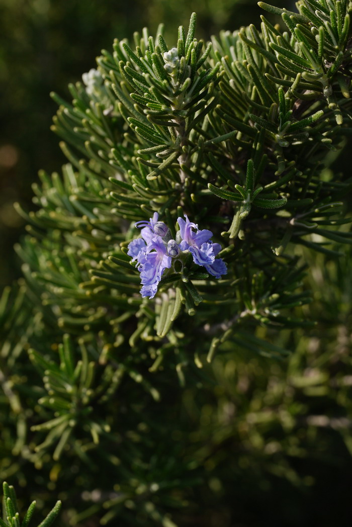 罗马美人迷迭香Rosmarinus officinalis ‘Roman Beauty’