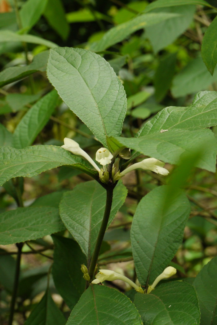 光泽锥花Gomphostemma lucidum 光泽锥花Gomphostemma lucidum