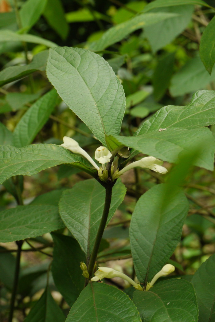 光泽锥花Gomphostemma lucidum