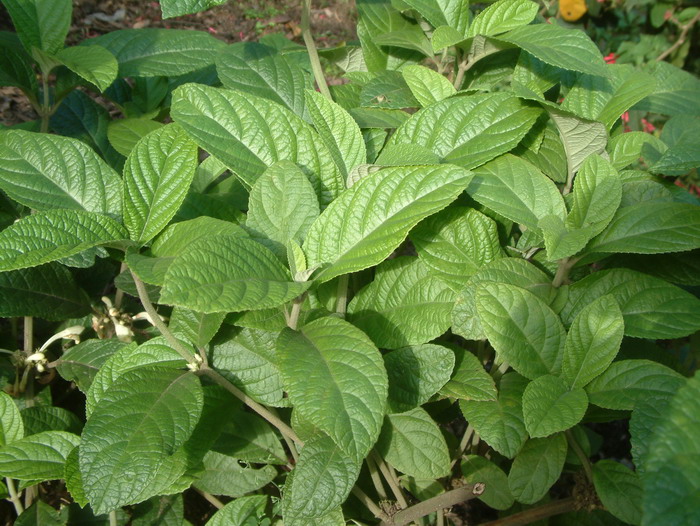 光泽锥花Gomphostemma lucidum 光泽锥花Gomphostemma lucidum