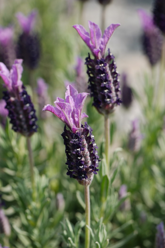 法国薰衣草Lavandula stoechas