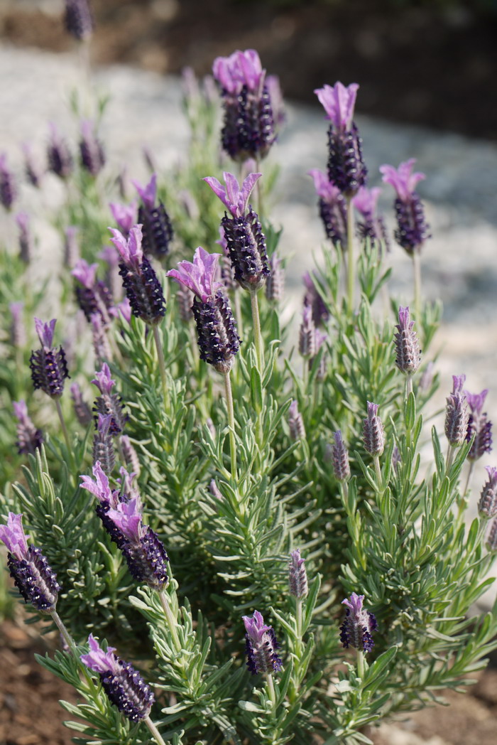 法国薰衣草Lavandula stoechas 法国薰衣草Lavandula stoechas