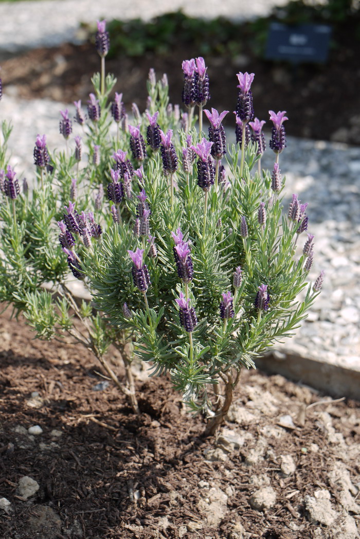 法国薰衣草Lavandula stoechas