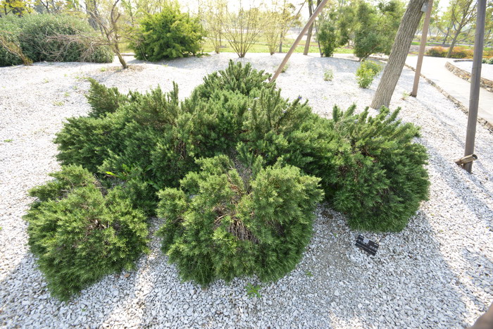 罗马美人迷迭香Rosmarinus officinalis ‘Roman Beauty’ 罗马美人迷迭香Rosmarinus officinalis ‘Roman Beauty’