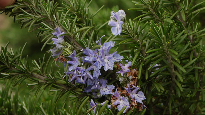 迷迭香Rosmarinus officinalis 迷迭香Rosmarinus officinalis