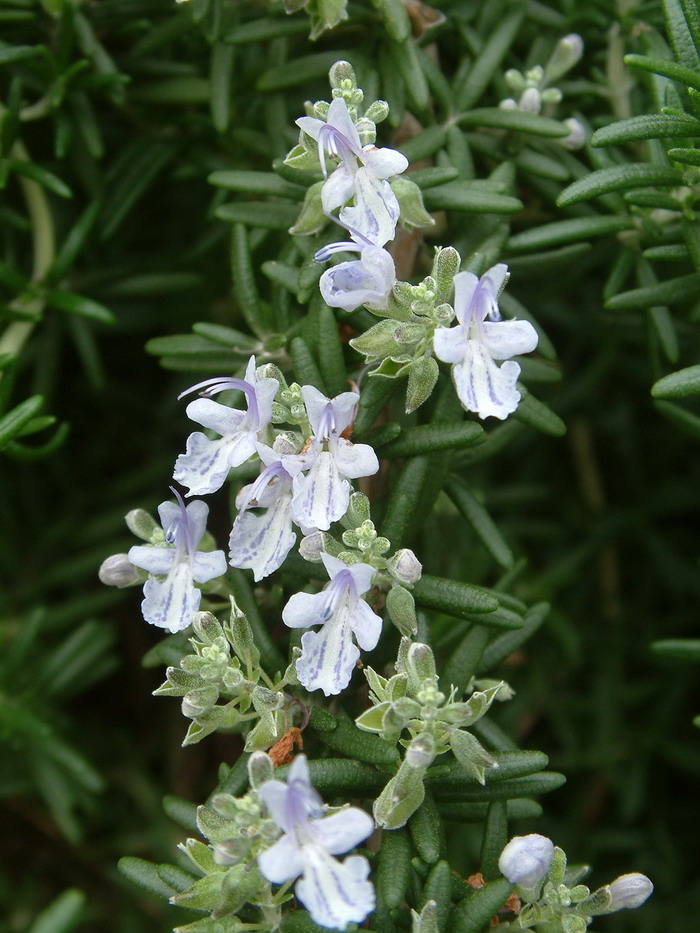 迷迭香Rosmarinus officinalis 迷迭香Rosmarinus officinalis