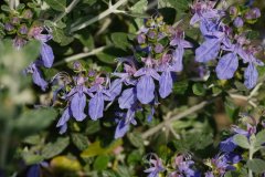 灌丛石蚕teucrium fruticans