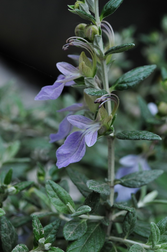 灌丛石蚕Teucrium fruticans 灌丛石蚕Teucrium fruticans