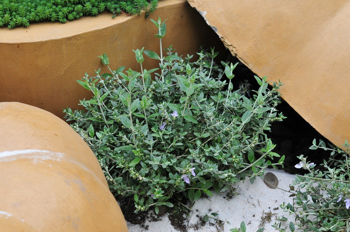 灌丛石蚕Teucrium fruticans