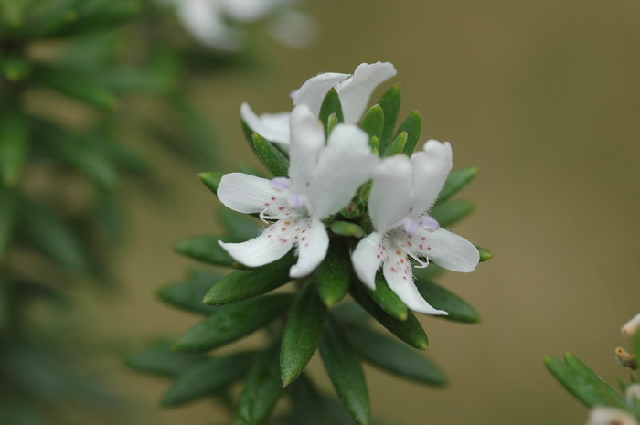 澳洲迷迭香Westringia fruticosa 澳洲迷迭香Westringia fruticosa