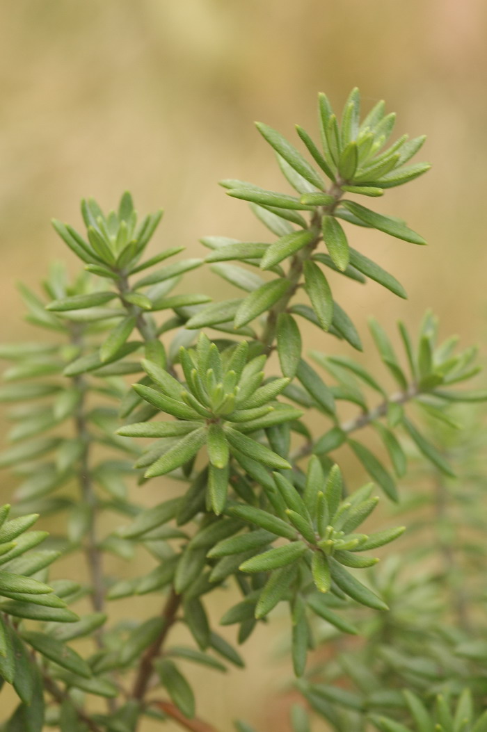 澳洲迷迭香Westringia fruticosa