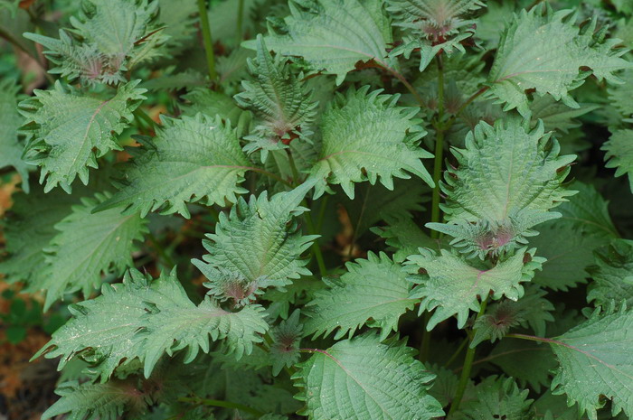 回回苏Perilla frutescens var. crispa 回回苏Perilla frutescens var. crispa