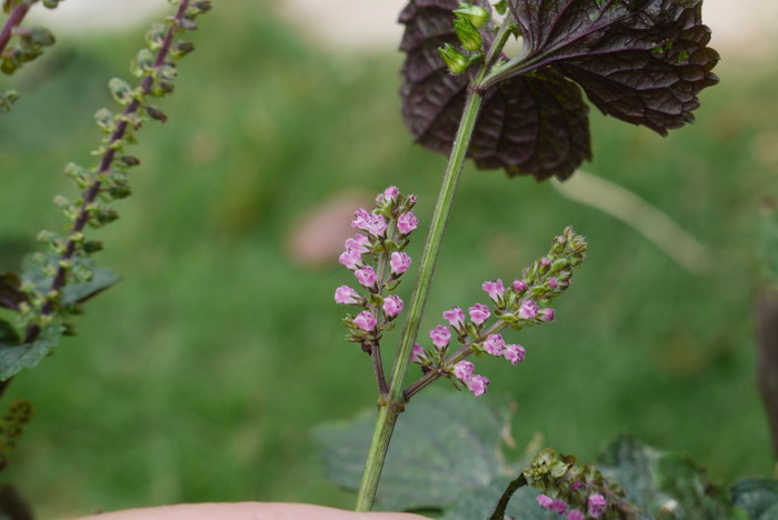 紫苏Perilla frutescens 紫苏Perilla frutescens
