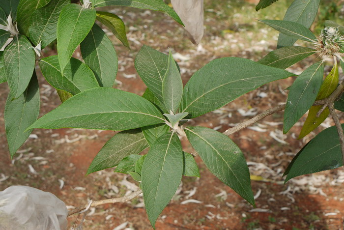 米团花Leucosceptrum canum 米团花Leucosceptrum canum