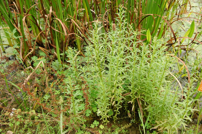 水蜡烛Dysophylla yatabeana 水蜡烛Dysophylla yatabeana