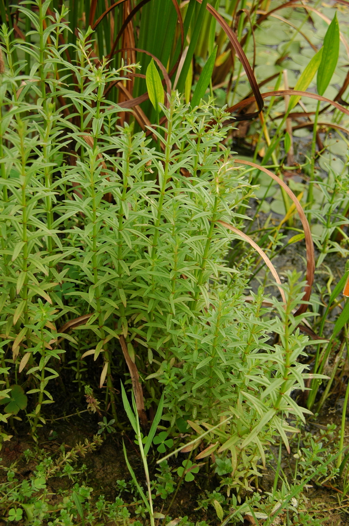 水蜡烛Dysophylla yatabeana 水蜡烛Dysophylla yatabeana