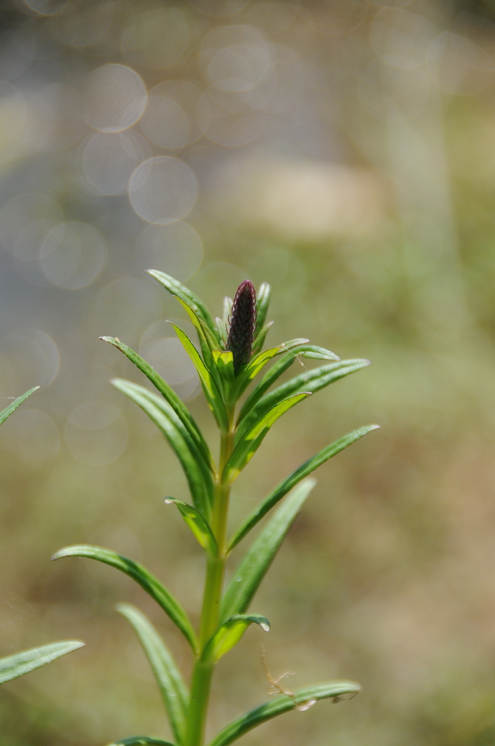 水蜡烛Dysophylla yatabeana