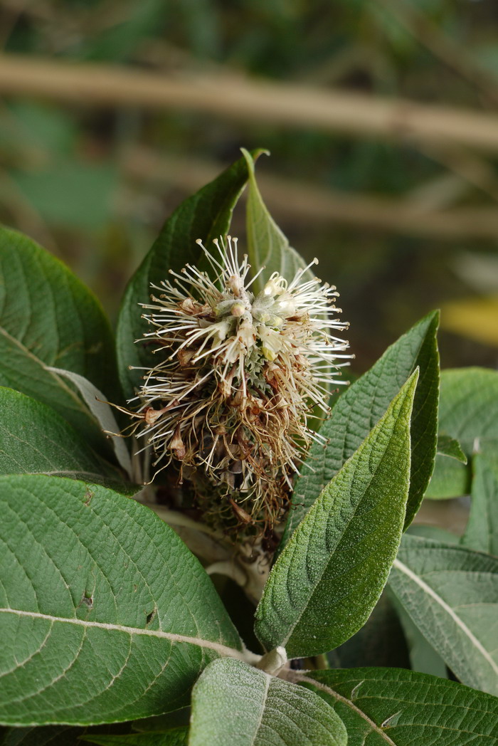 米团花Leucosceptrum canum 米团花Leucosceptrum canum