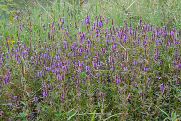 齿叶水蜡烛Dysophylla sampsonii 齿叶水蜡烛Dysophylla sampsonii
