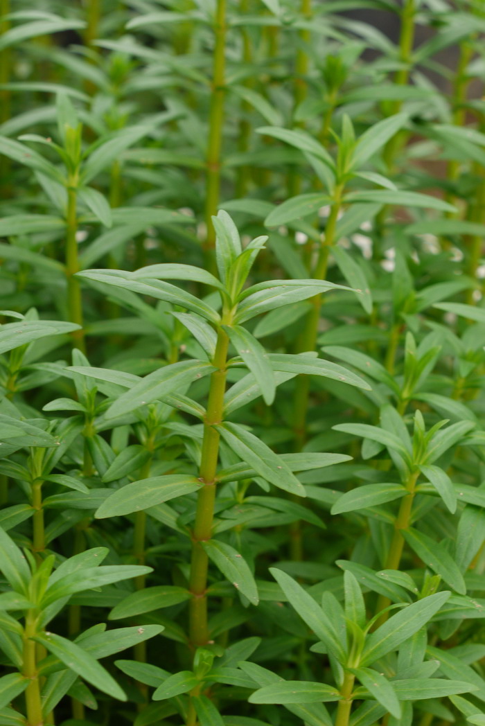 齿叶水蜡烛Dysophylla sampsonii 齿叶水蜡烛Dysophylla sampsonii