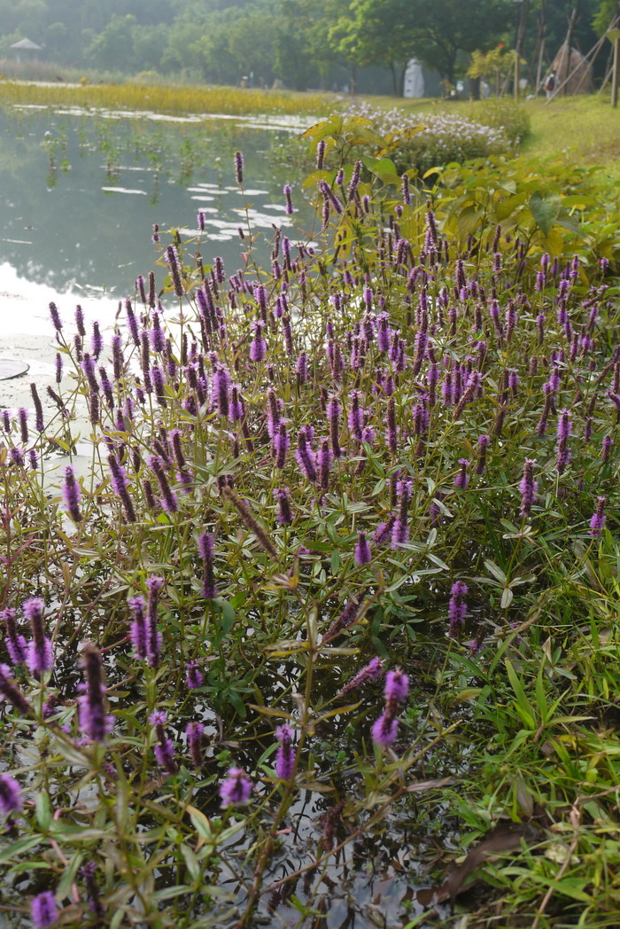 齿叶水蜡烛Dysophylla sampsonii 齿叶水蜡烛Dysophylla sampsonii