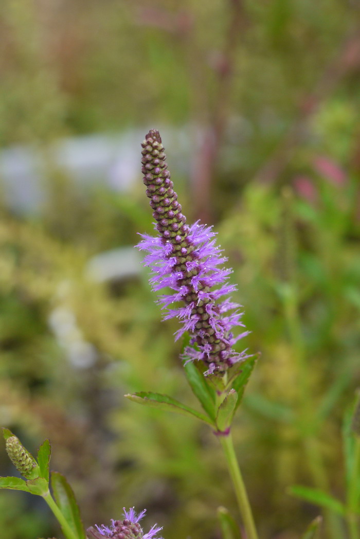 齿叶水蜡烛Dysophylla sampsonii