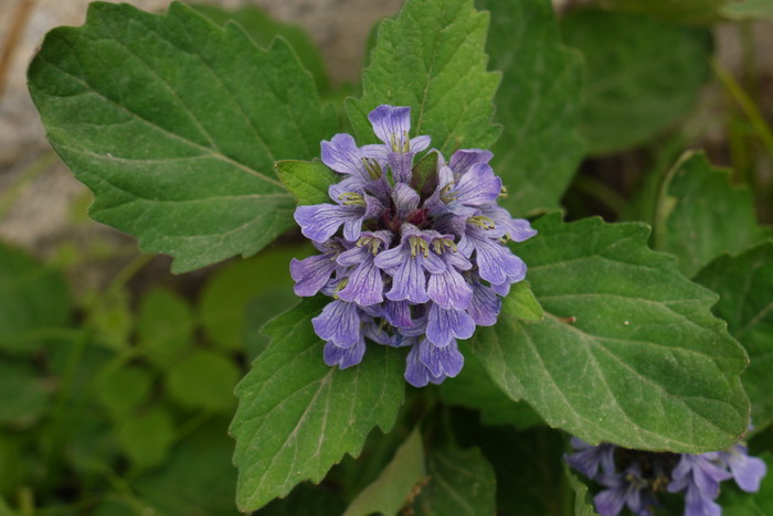 筋骨草Ajuga ciliata