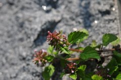 风轮菜Clinopodium chinense