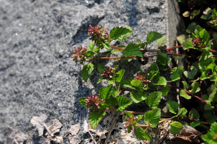 风轮菜Clinopodium chinense