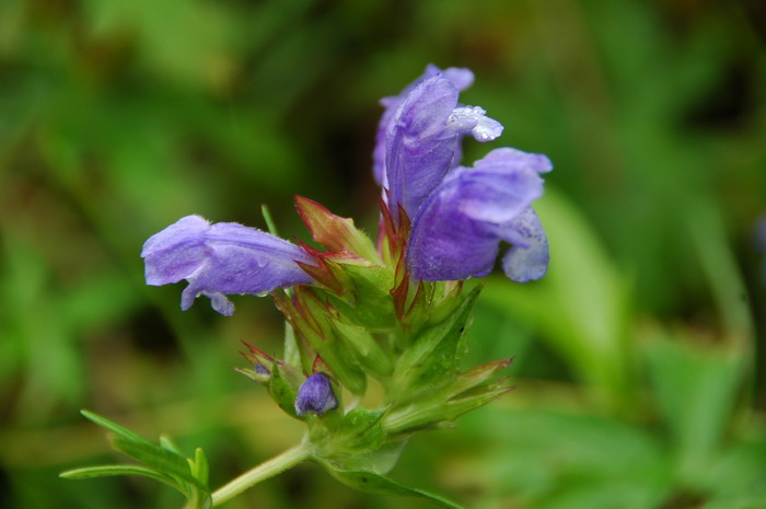 光萼青兰Dracocephalum argunense 光萼青兰Dracocephalum argunense