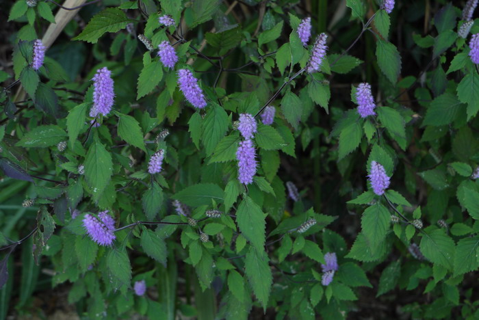 香薷Elsholtzia ciliata 香薷Elsholtzia ciliata