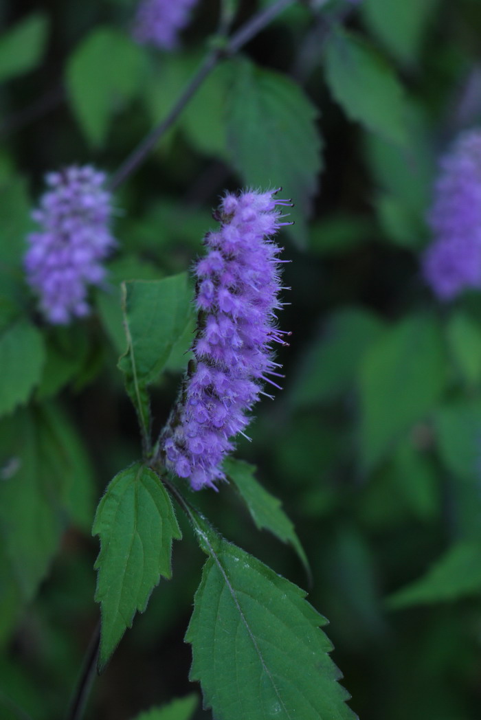香薷Elsholtzia ciliata 香薷Elsholtzia ciliata