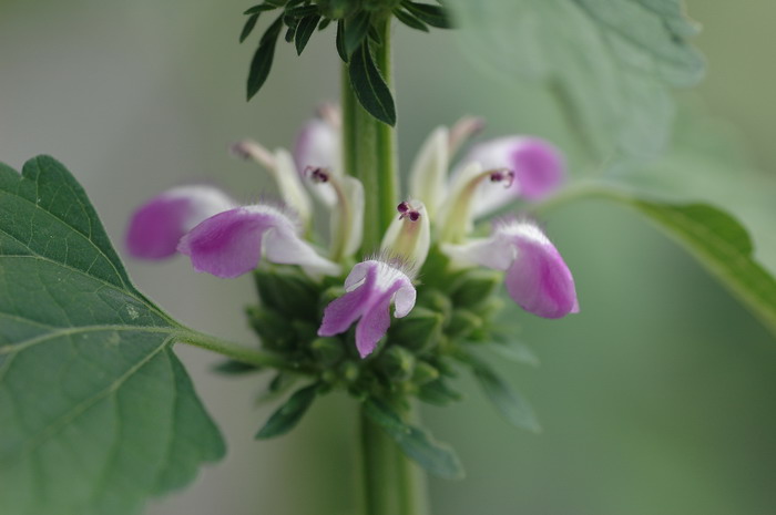 广防风Epimeredi indica