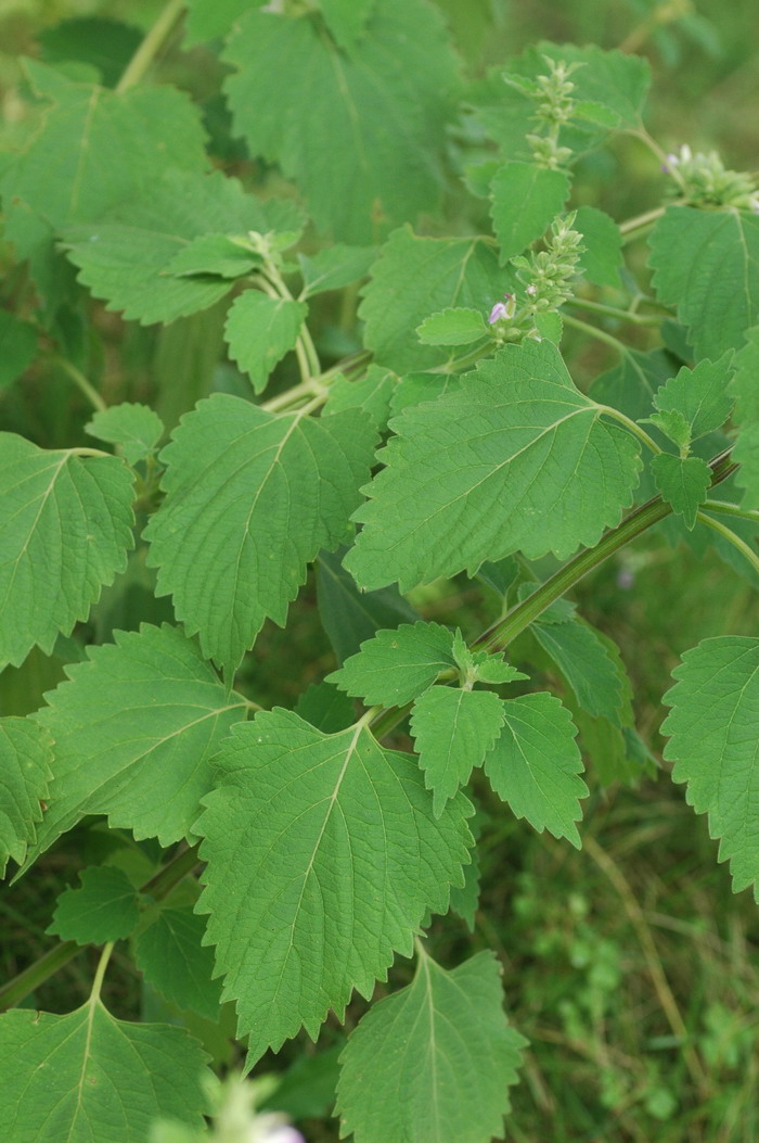 广防风Epimeredi indica 广防风Epimeredi indica