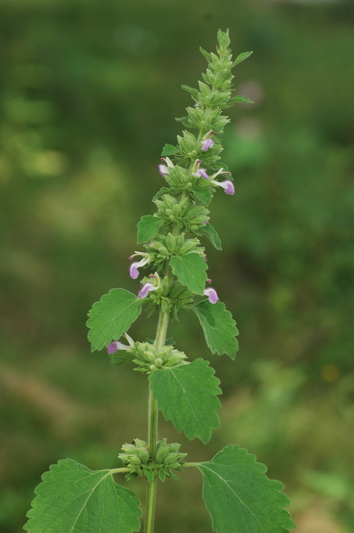 广防风Epimeredi indica 广防风Epimeredi indica