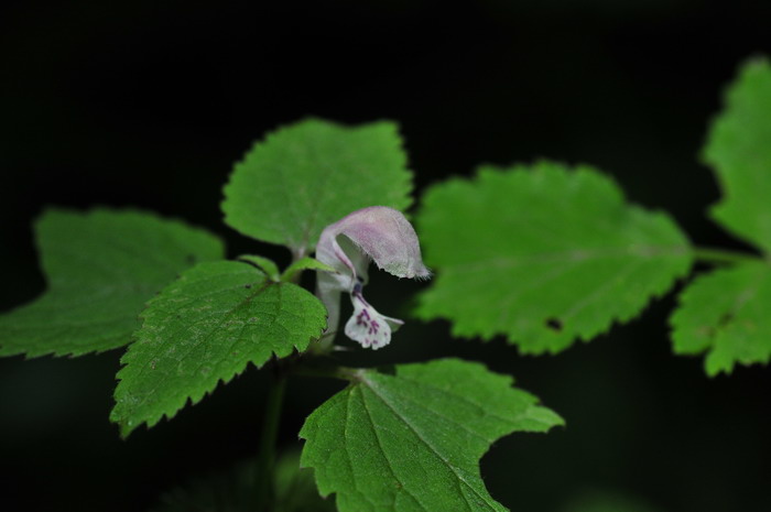 小野芝麻Galeobdolon chinense