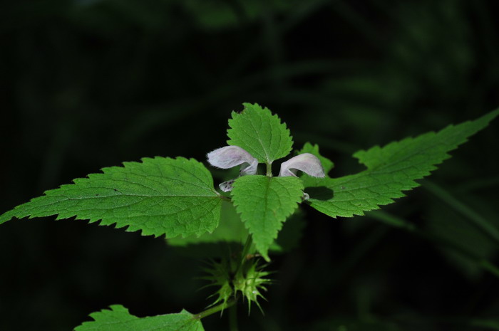 小野芝麻Galeobdolon chinense