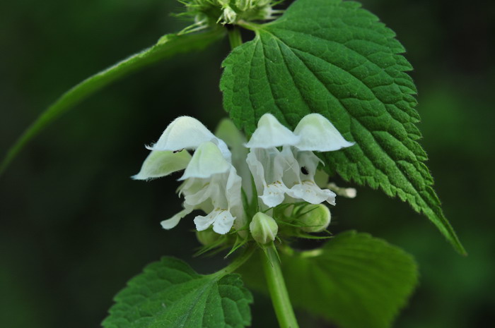 野芝麻Lamium barbatum 野芝麻Lamium barbatum
