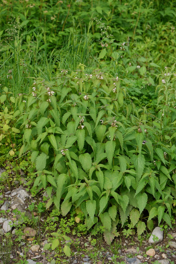 野芝麻Lamium barbatum 野芝麻Lamium barbatum