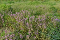 宝盖草Lamium amplexicaule