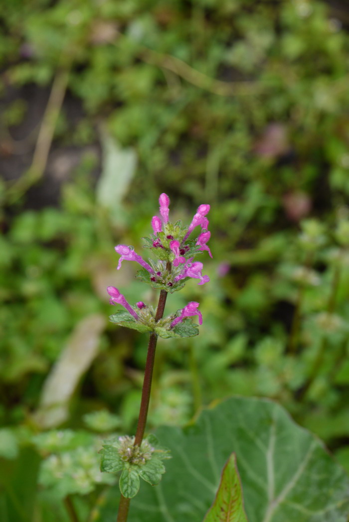 宝盖草Lamium amplexicaule 宝盖草Lamium amplexicaule
